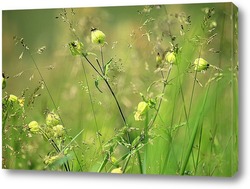   Постер Луговые травы