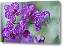   Постер орхидеи   