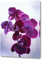  Розовая орхидея