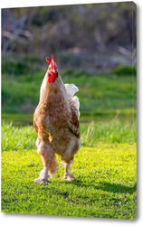    Beautiful Rooster standing on the grass in blurred nature green background.rooster going to crow.