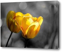   Постер Желтые тюльпаны