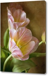    Розовые тюльпаны