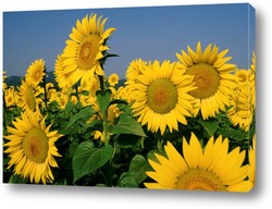  Beautiful landscape with sunflower field over blue sky. Nature concept..	