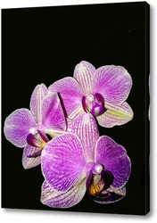 Нежные орхидеи 1
