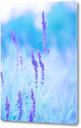   Постер Фиолетовые полевые цветы на бирюзово-голубом фоне.