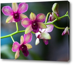   Постер Орхидея дендробиум Са-нук