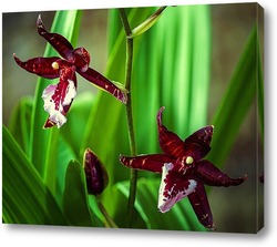   Постер Орхидея камбрия
