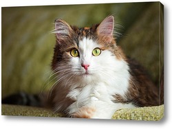   Постер Кошка с зелеными глазами