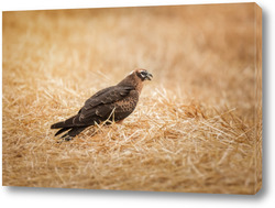   Постер Цирковой карлик на пшеничном поле, красивая птица, фотоохота