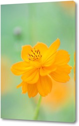   Постер Желтые цветы