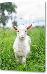   Постер Белая коза в саду ест молодую сочную траву, разводит коз
