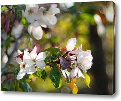   Постер Волшебство весенних яблонь