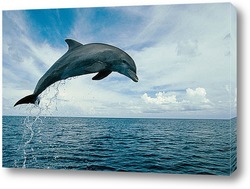   Постер Dolphin090