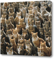   Постер Кошки
