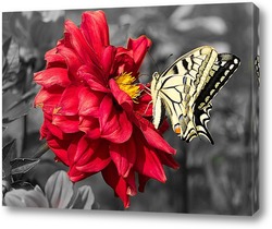  Постер Желтая бабочка на красном цветке