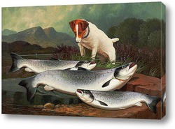   Постер Терьер и три лосося