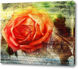   Постер Красочная роза