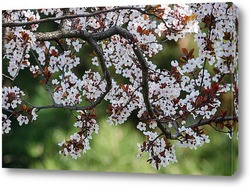    Ветка цветущей сакуры