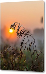  Паутина на стебле травы в лучах заходящего солнца