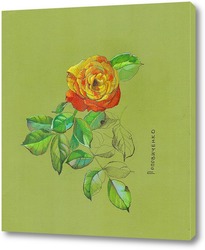   Постер Роза