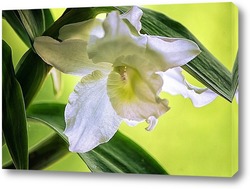   Постер Орхидея дендробиум Нобиль