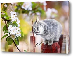   Постер кошка в майском саду