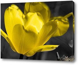   Постер Желтый тюльпан