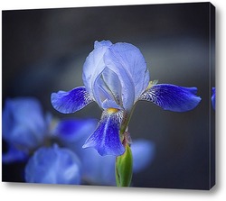  Орхидея ванда синяя