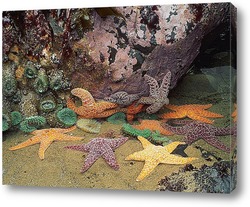  Постер Starfish029