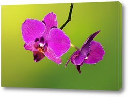  Постер орхидея   