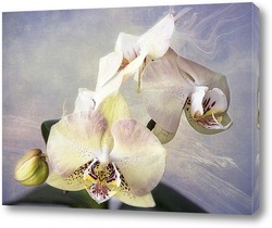   Постер Орхидея фаленопсис Элегантная Дама
