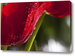  Постер красный тюльпан