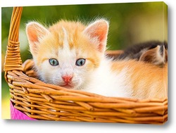   Постер Котёнок в корзинке