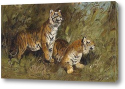  Постер Тигр в высокой траве