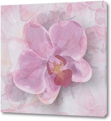   Постер Розовая орхидея