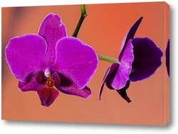   Постер орхидея 