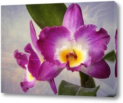   Постер Орхидея дендробиум