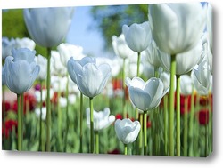   Постер белые тюльпаны