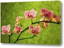   Постер Ветка орхидеи фаленопсис Маленькая Каролина