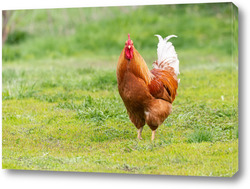   Постер Beautiful Rooster standing on the grass in blurred nature green background.rooster going to crow.