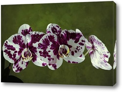   Постер Орхидея доритинопсис Фея Тиухбао