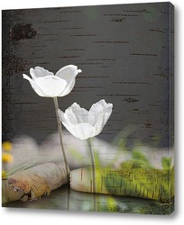   Постер Тюльпаны на фоне березы