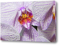   Постер орхидея