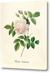   Постер Роза