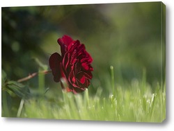   Постер роза в траве