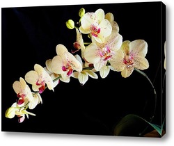   Постер Орхидея на черном