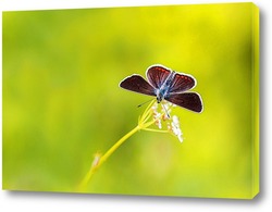    красивая темная бабочка  сидит на лугу в окружении зеленой травы и солнечного света