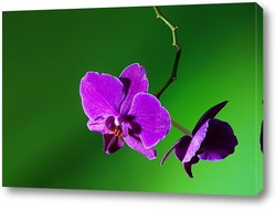   Постер орхидея  