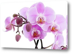   Постер Орхидея Фаленопсис