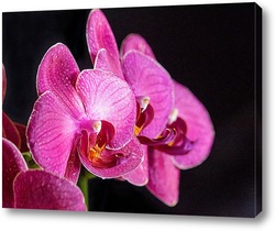   Постер Орхидеи